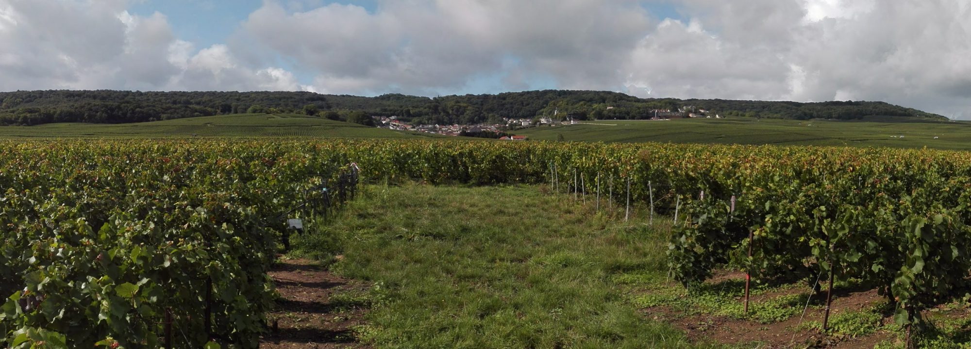 Nuestros viñedos - Una viticultura altamente sostenible <br />
en un Terruño Grand Cru excepcional
